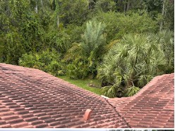 Before Roof Soft Wash
